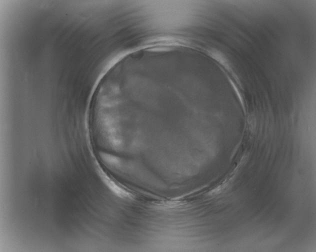 X0000064061482200602101517