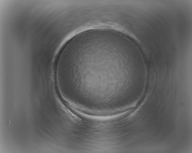 X0000064061506200602101516