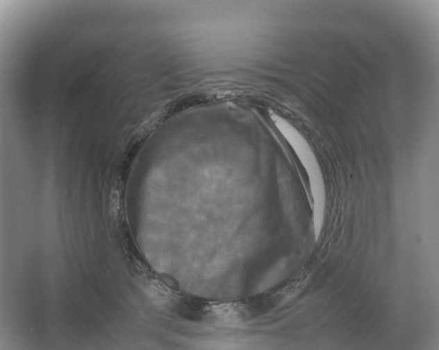 X0000064060417200602171742