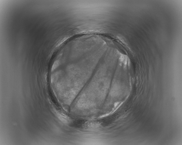 X0000064060491200602171740