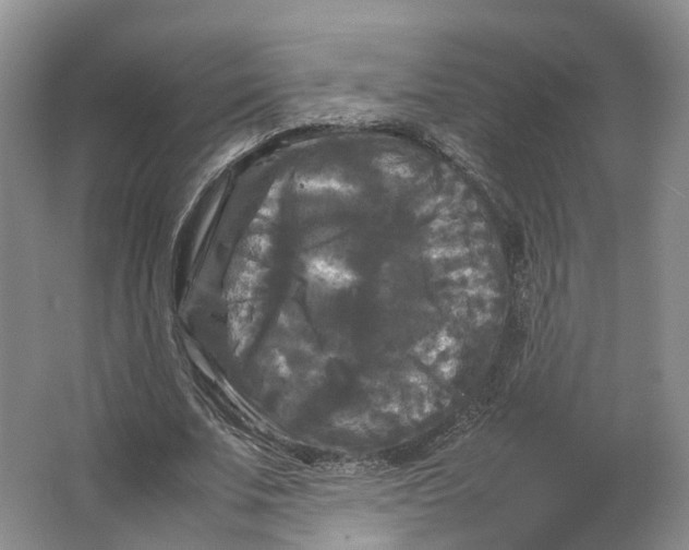 X0000064060679200602171737