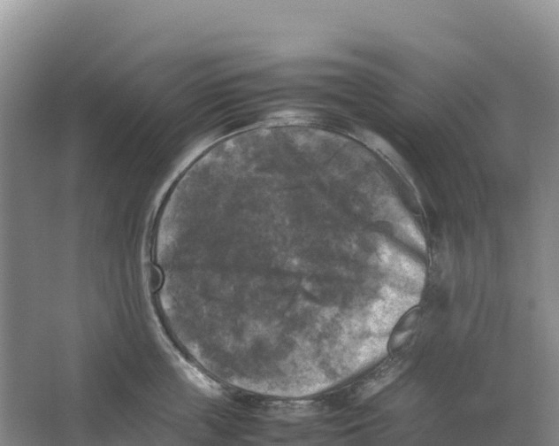 X0000064060859200602171735