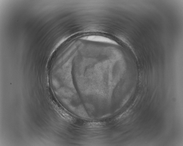 X0000064060925200602171733