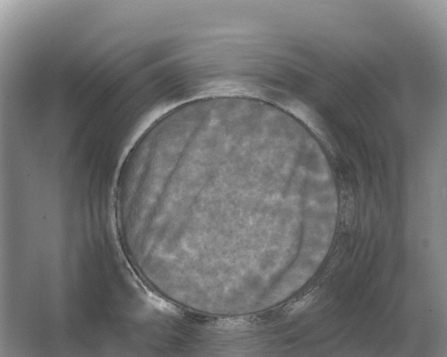 X0000064061094200602171730