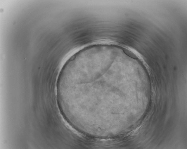 X0000064061335200602250001