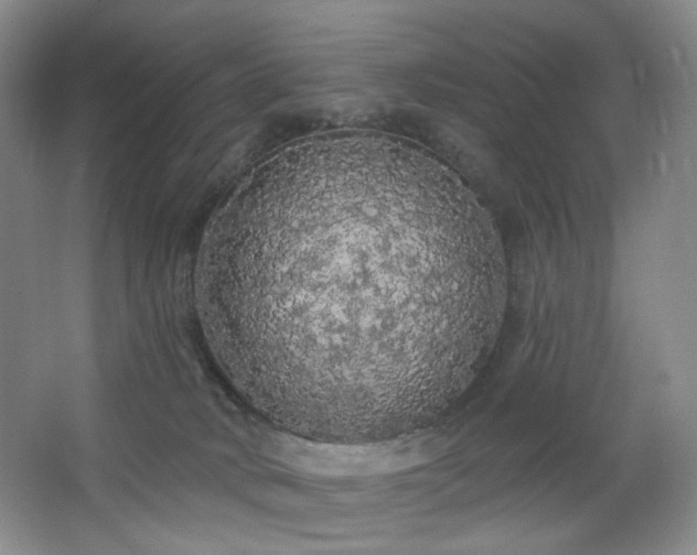 X0000064720034200602101135