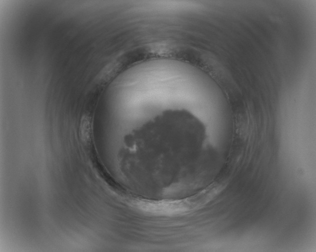 X0000064720036200602101135