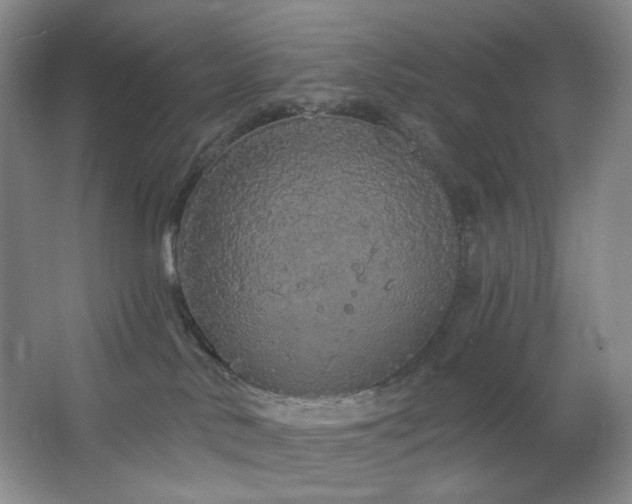 X0000064720042200602101135