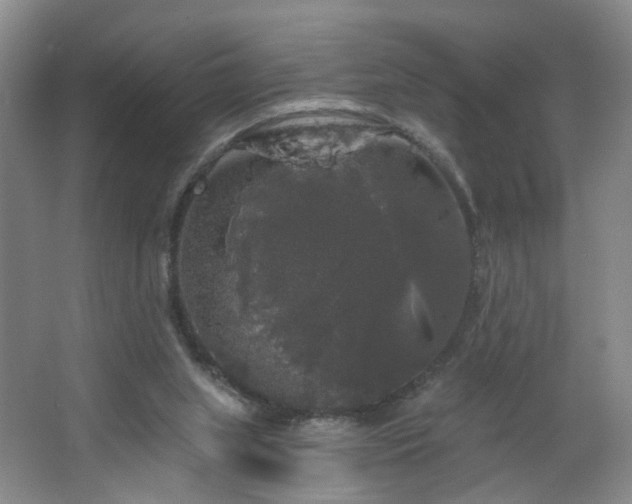 X0000064720063200602101134