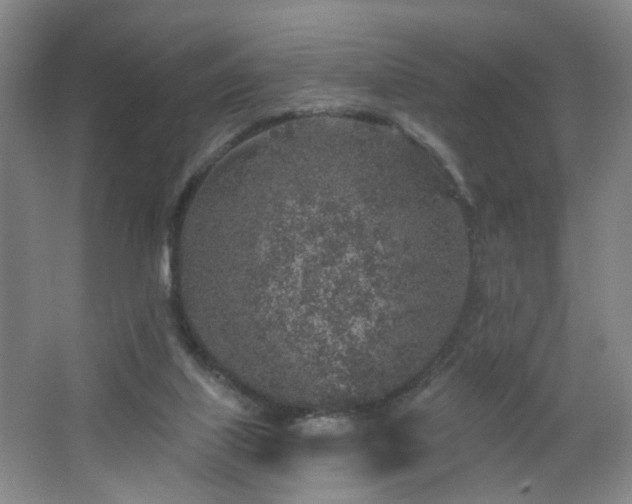 X0000064720067200602101135