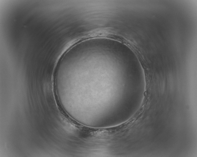 X0000064720100200602101134