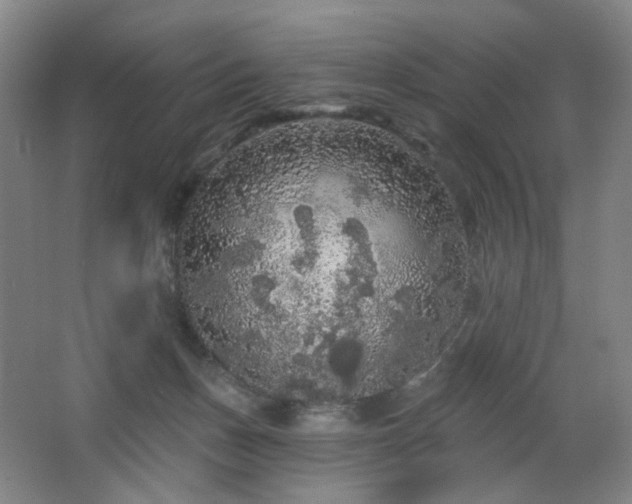 X0000064720175200602101133