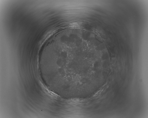 X0000064720194200602101133