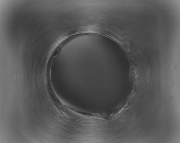 X0000064720200200602101132