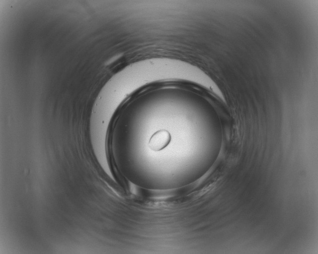 X0000064720239200602101132