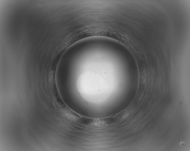 X0000064720278200602101132