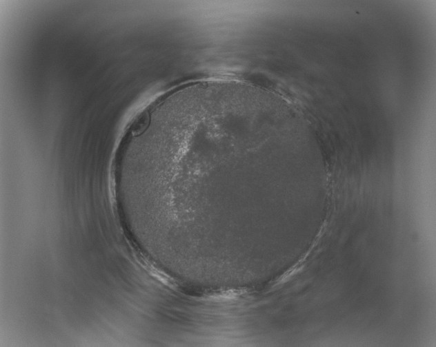 X0000064720294200602101131