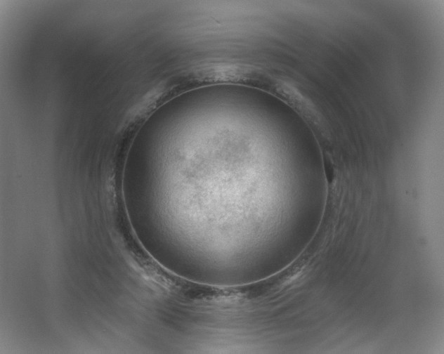 X0000064720306200602101131