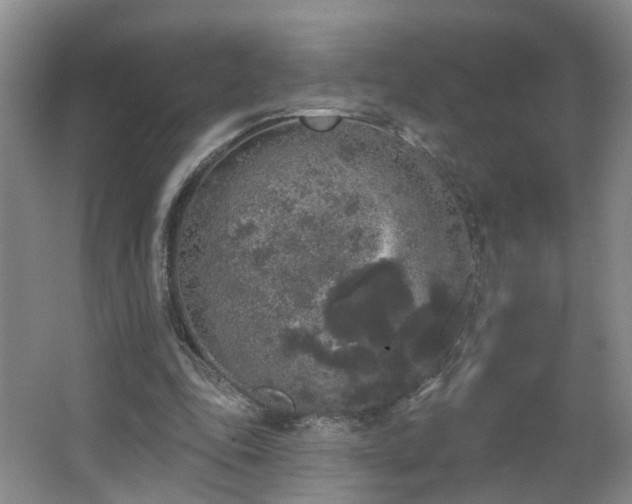 X0000064720343200602101129