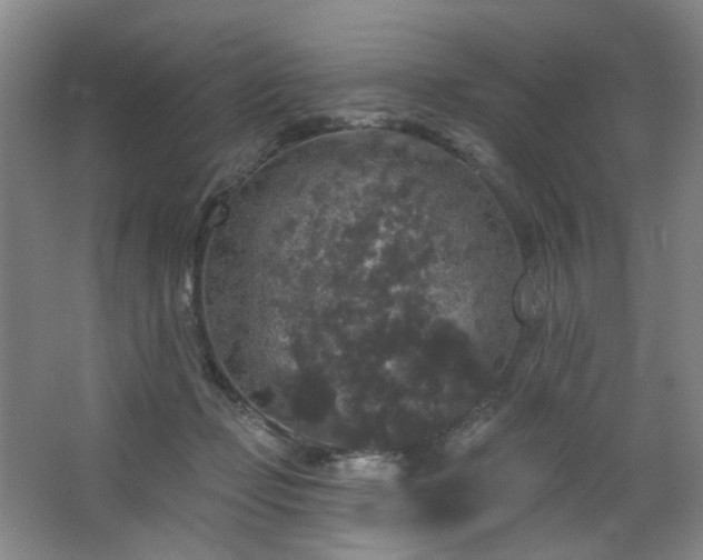 X0000064720365200602101130