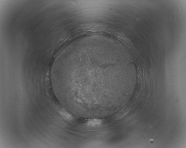 X0000064720369200602101130