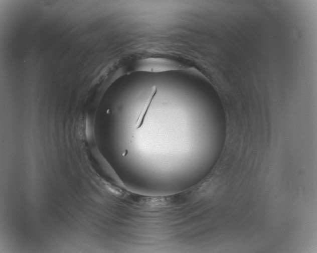 X0000064720384200602101130