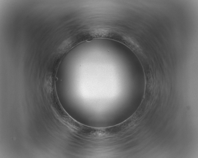 X0000064720498200602101127