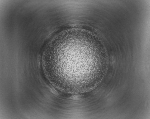 X0000064720664200602101125