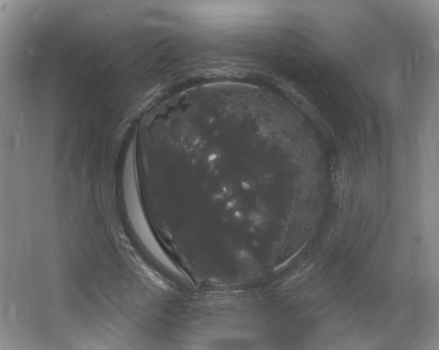 X0000064720729200602101123