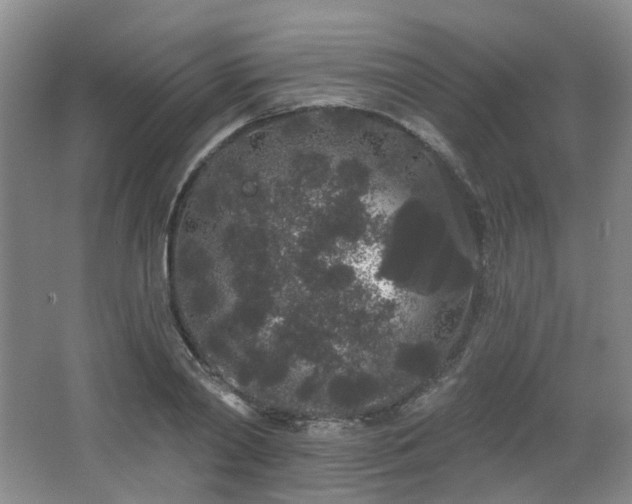 X0000064720790200602101122