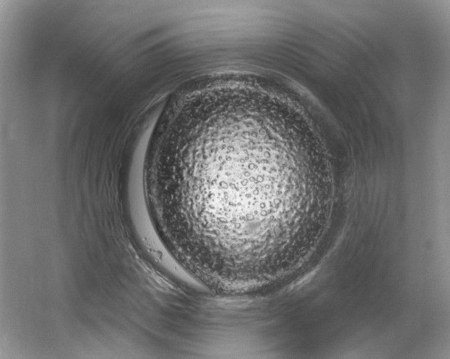 X0000064720825200602101121