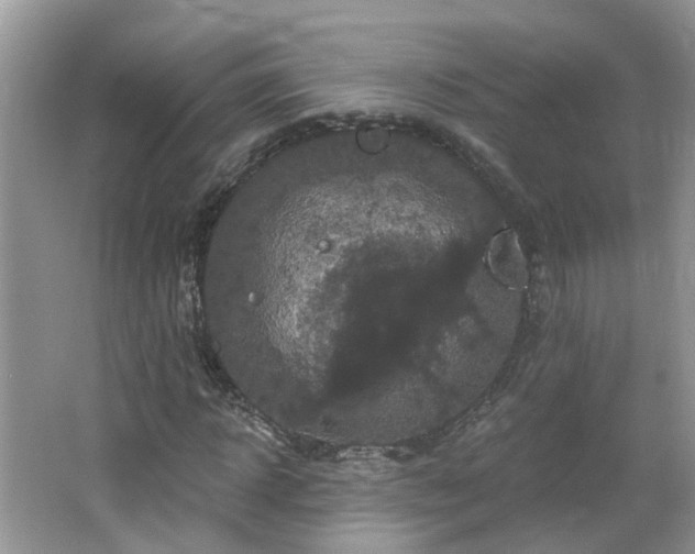 X0000064720918200602101120