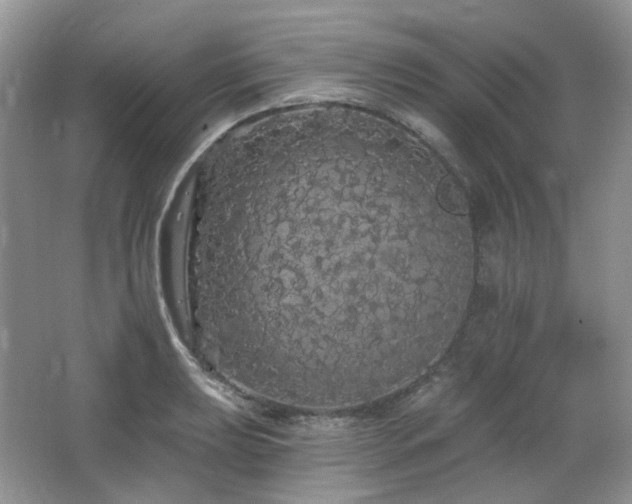 X0000064721039200602101119