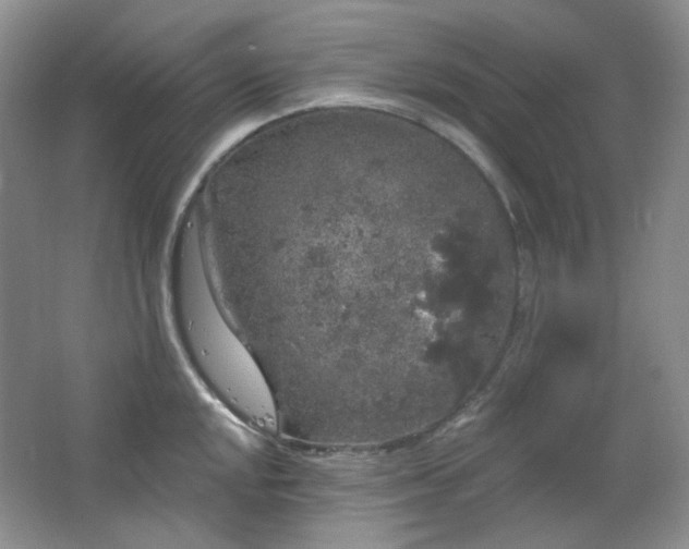 X0000064721048200602101119