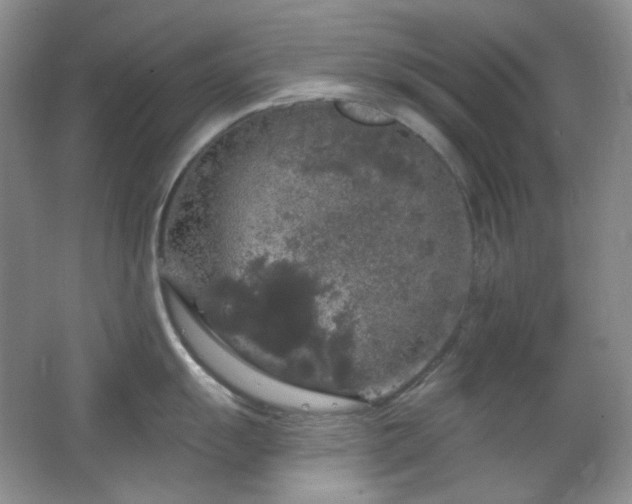 X0000064721055200602101119