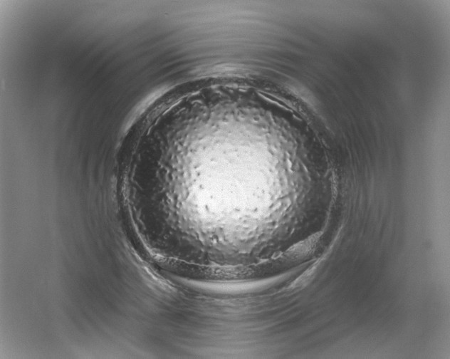 X0000064721066200602101118