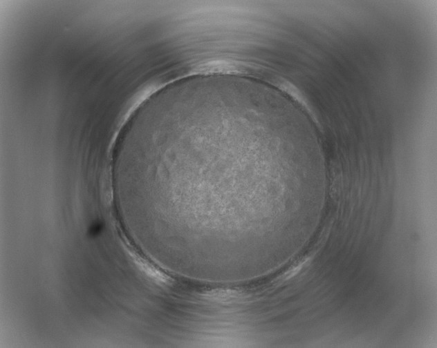 X0000064721075200602101118