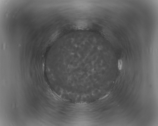 X0000064721155200602101116