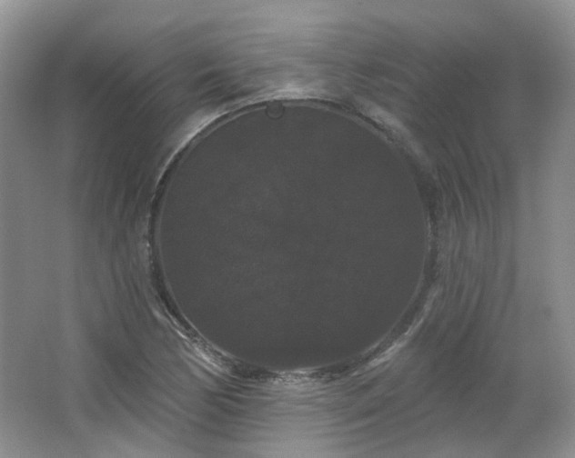 X0000064721170200602101116