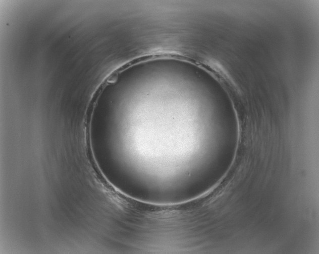 X0000064721268200602101114