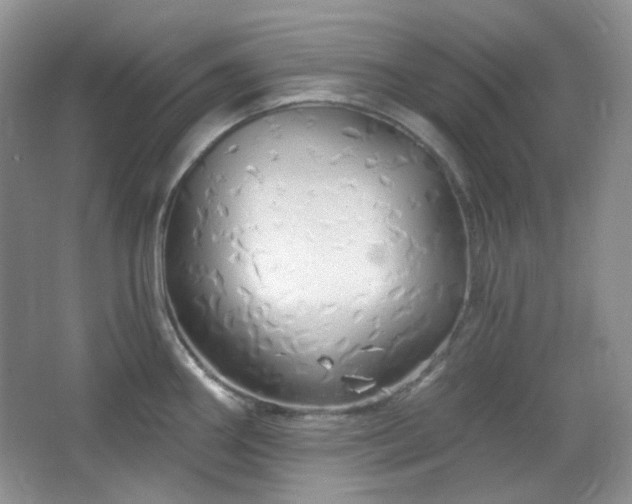 X0000064721290200602101114