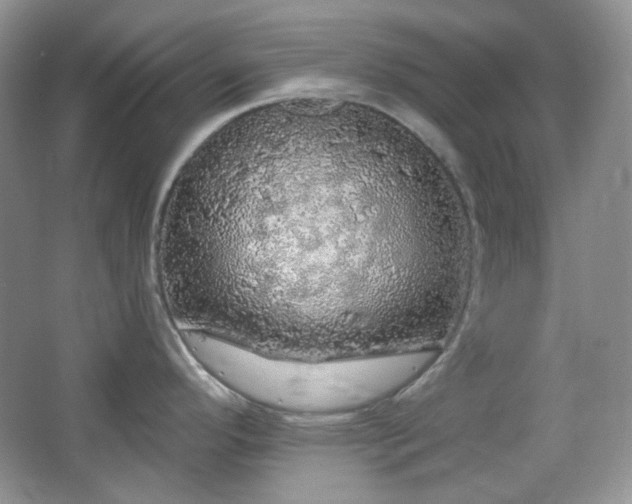 X0000064721296200602101114