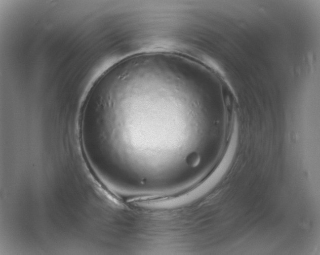 X0000064721480200602101111