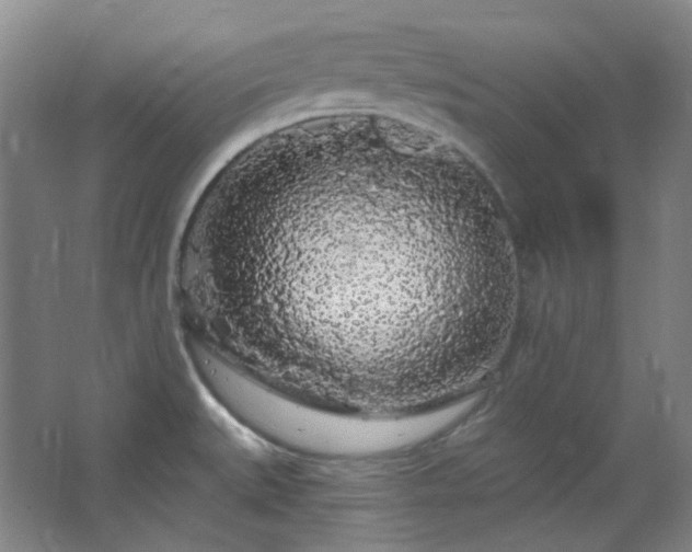 X0000064721527200602101111