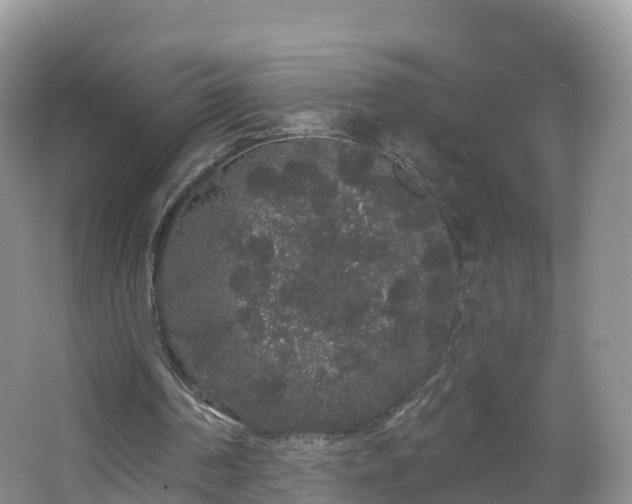 X0000064720194200602131233