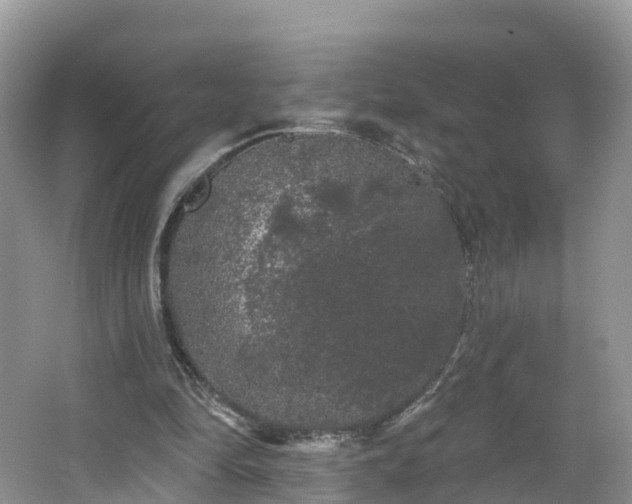 X0000064720294200602131231