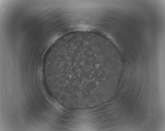 X0000064720679200602131225