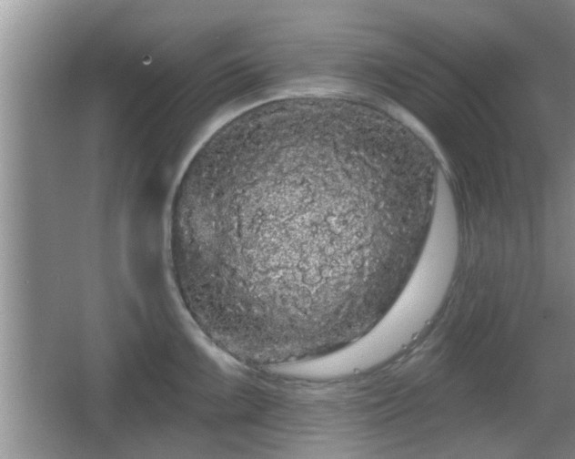 X0000064721099200602131218