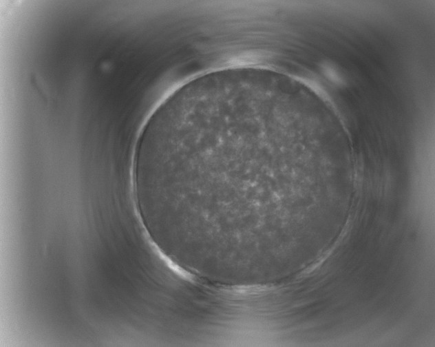 X0000064721294200602131214