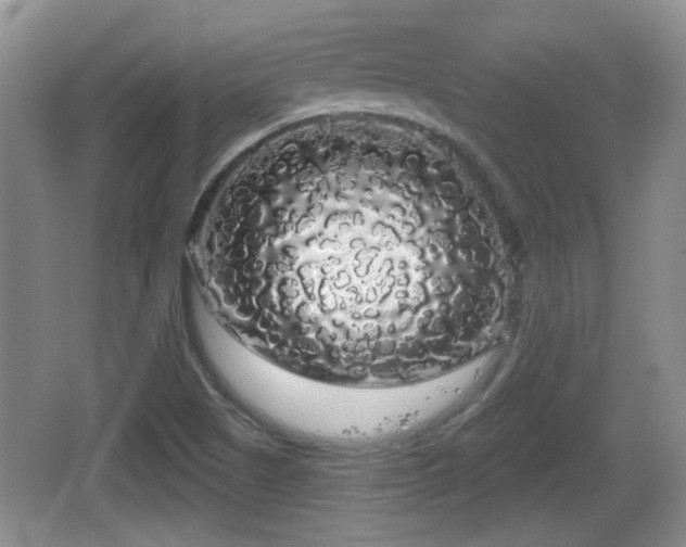 X0000064721505200602131211